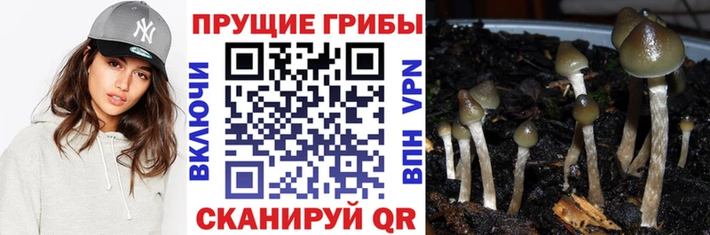 Галлюциногенные грибы мицелий  Верея 